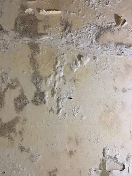 Best Commercial Mold Removal  in Union, KY