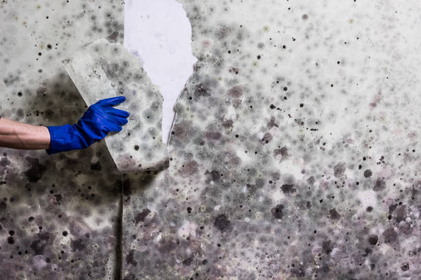 Certified Mold Removal in Union, KY